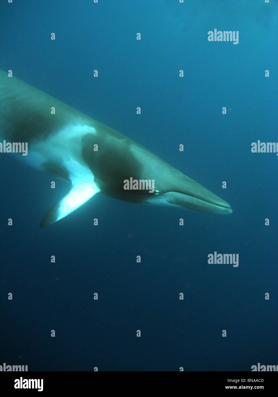 Dwarf minke whale (Balaenoptera acutorostrata), Great Barrier Reef Marine Park, Queensland, Australia Foto Stock