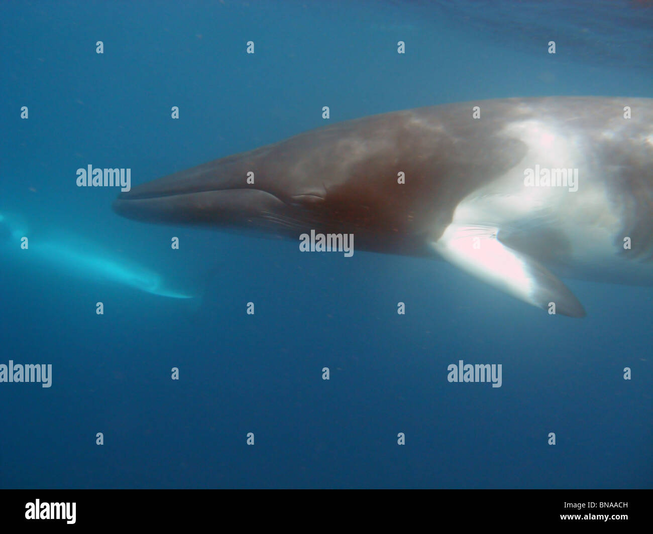 Dwarf le balene di Minke (Balaenoptera acutorostrata), Great Barrier Reef Marine Park, Queensland, Australia Foto Stock