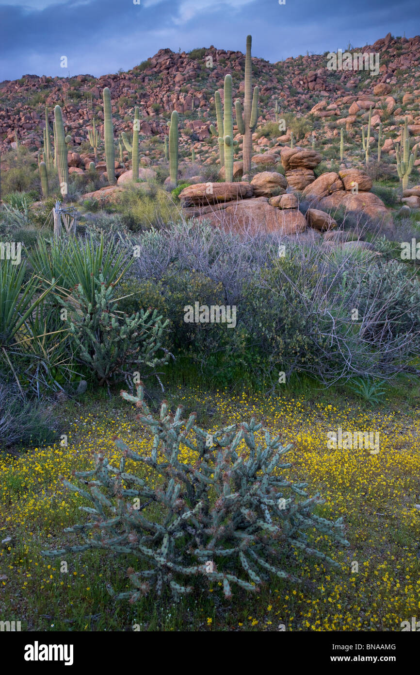 Tonto National Forest, a est di Phoenix, Arizona. Foto Stock