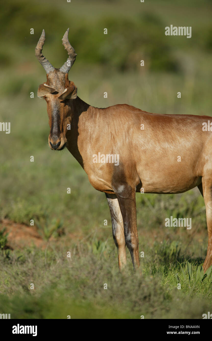 South African Hartebeest antelope - Alcelaphus buselaphus caama Foto Stock
