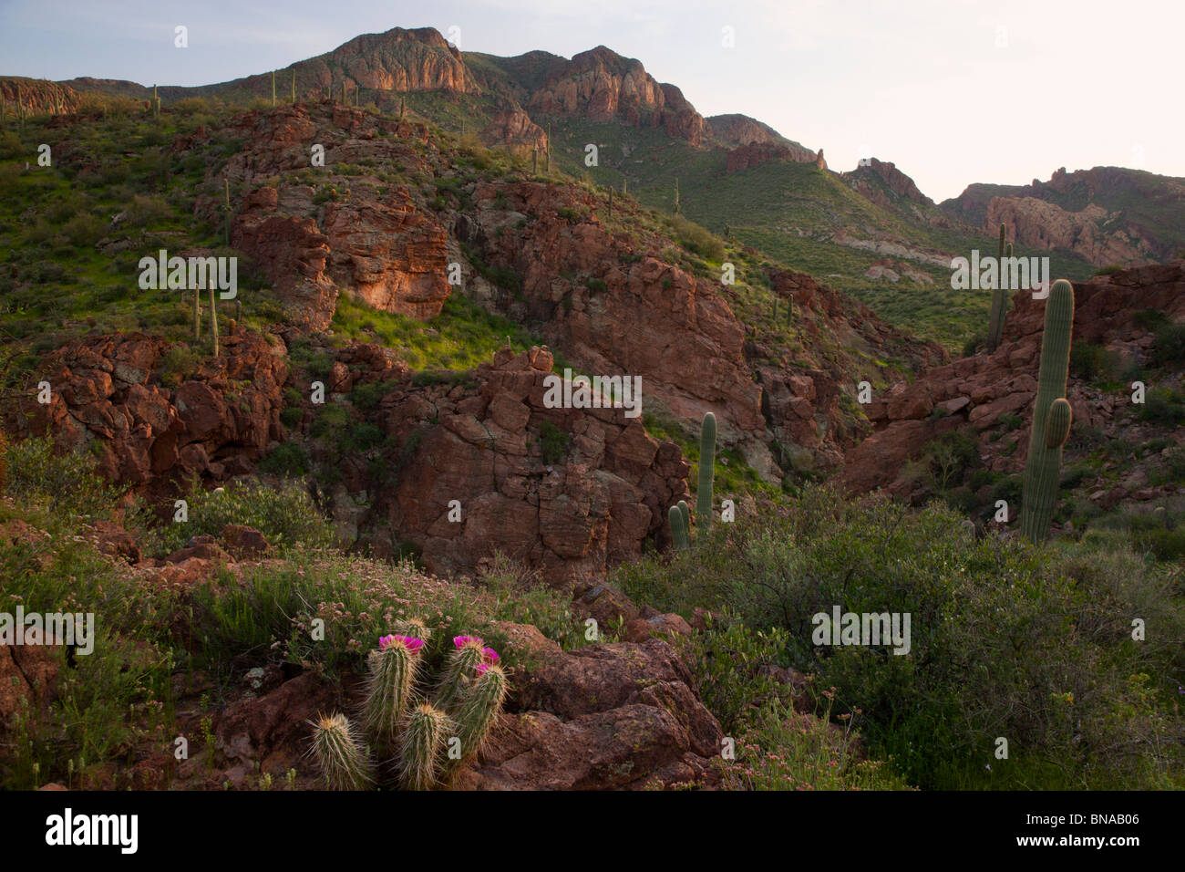 Superstition Mountains lungo il sentiero di Apache, Tonto National Forest, a est di Phoenix, Arizona. Foto Stock