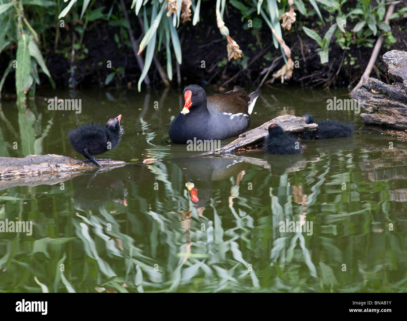 Moorhen con giovani pulcini Foto Stock