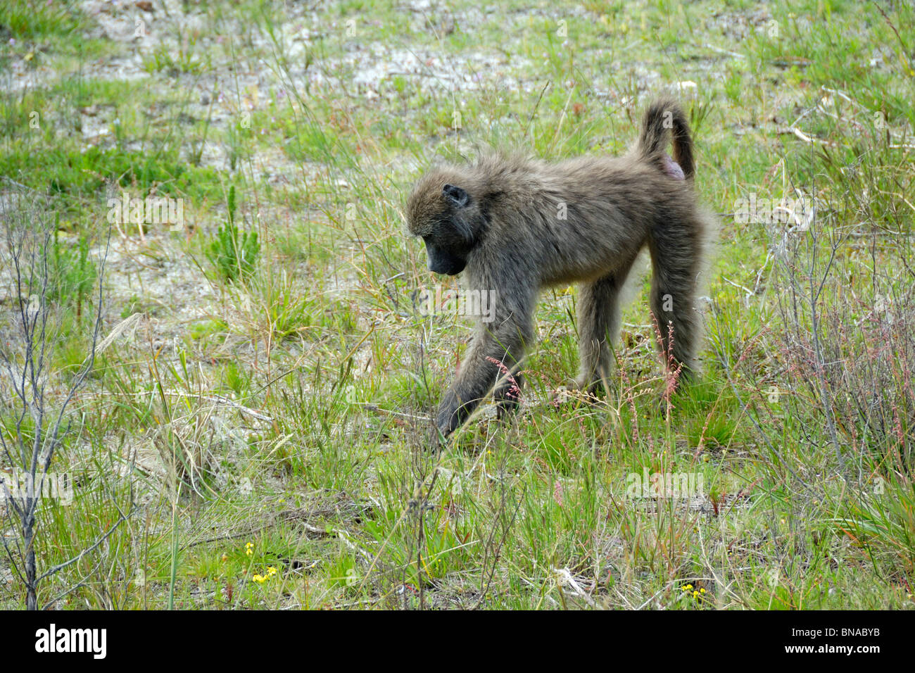 Chacma baboon (Papio Ursinus), South Western Cape, Sud Africa Foto Stock