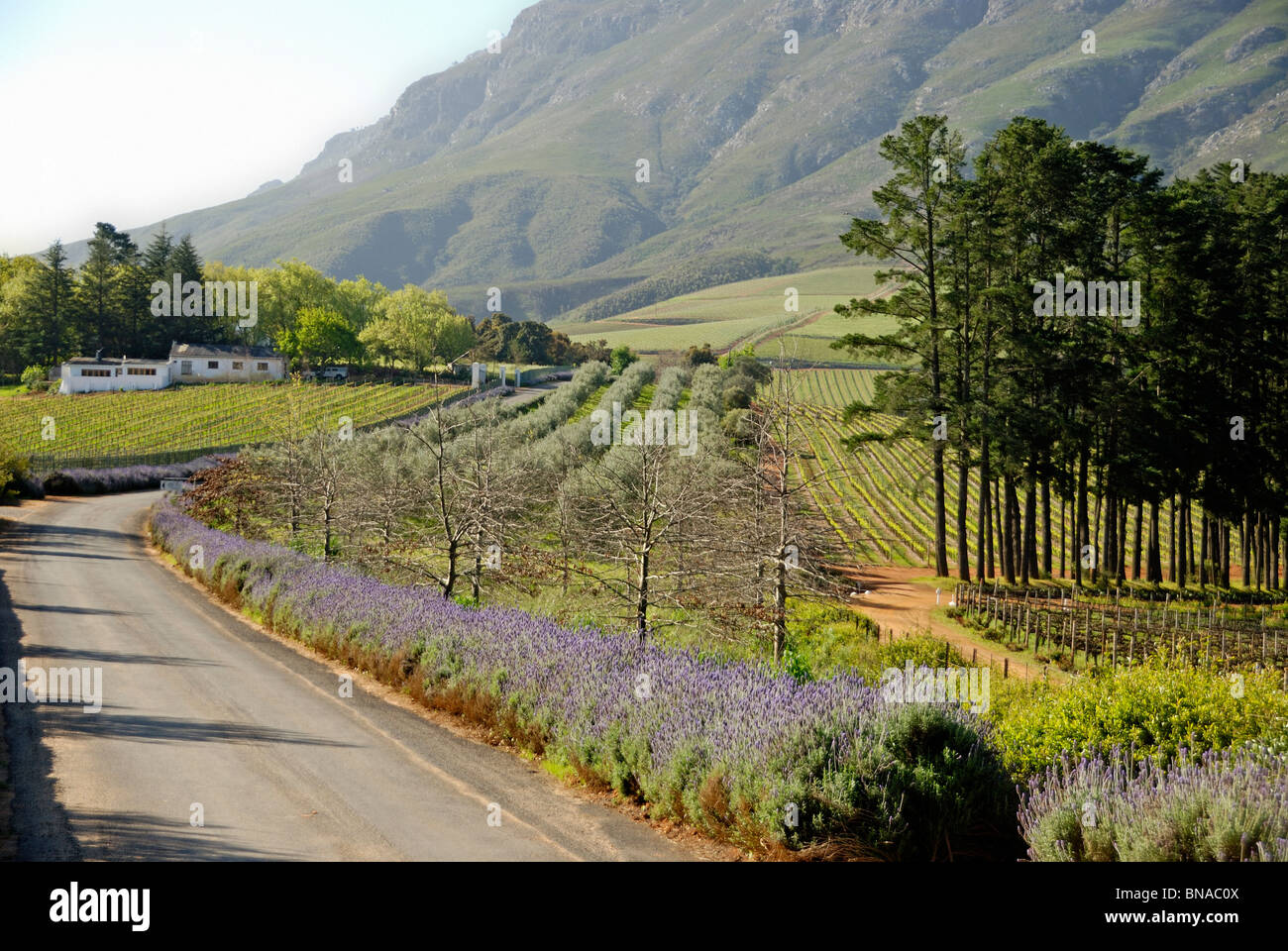 Stellenbosch, Sud Africa - vigneti e paesaggio di campagna nel sud Western Cape Foto Stock