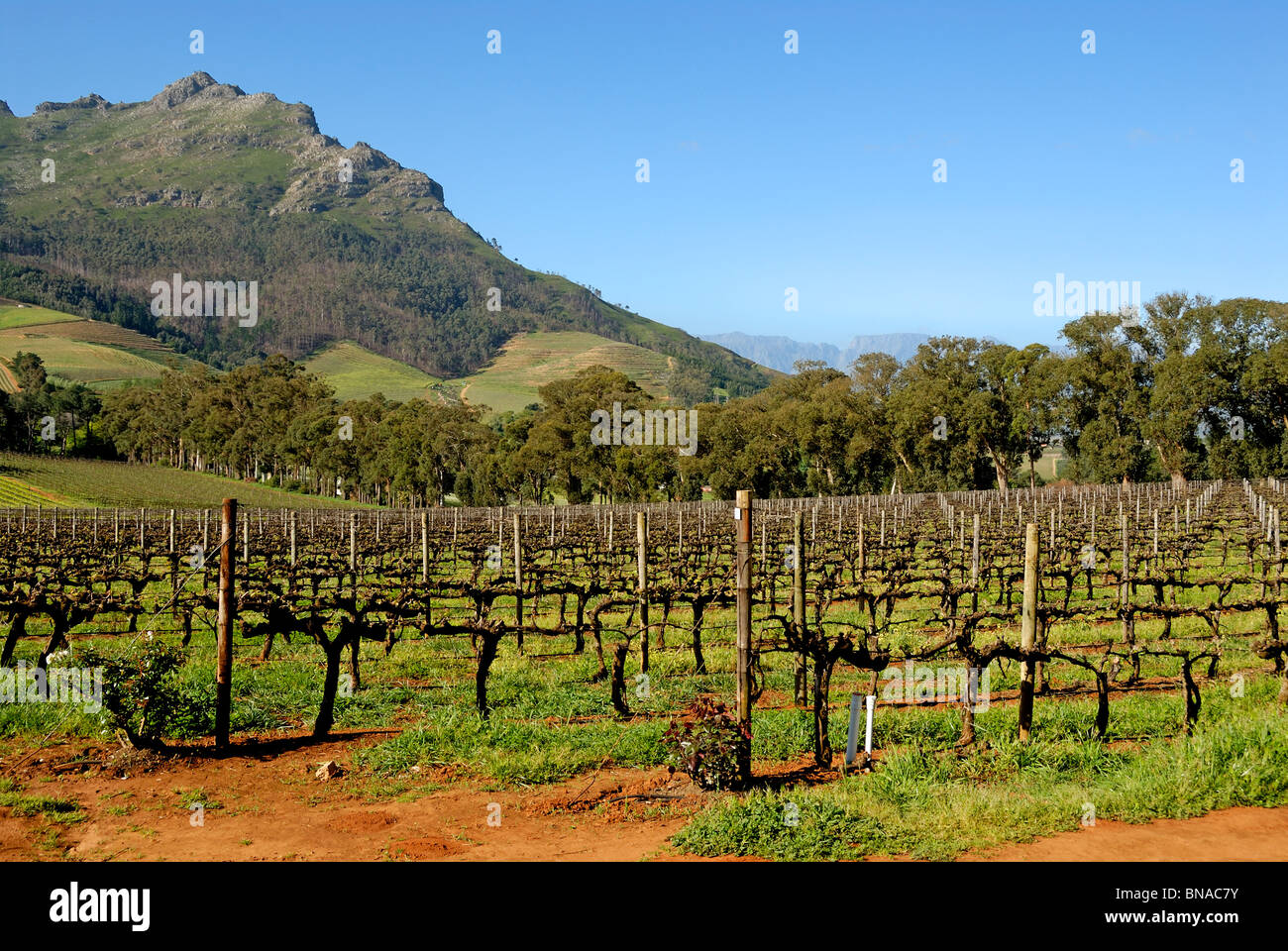 Sud Africa / vigneto cantina in primavera, nei pressi di Stellenbosch, South Western Cape, Sud Africa Foto Stock