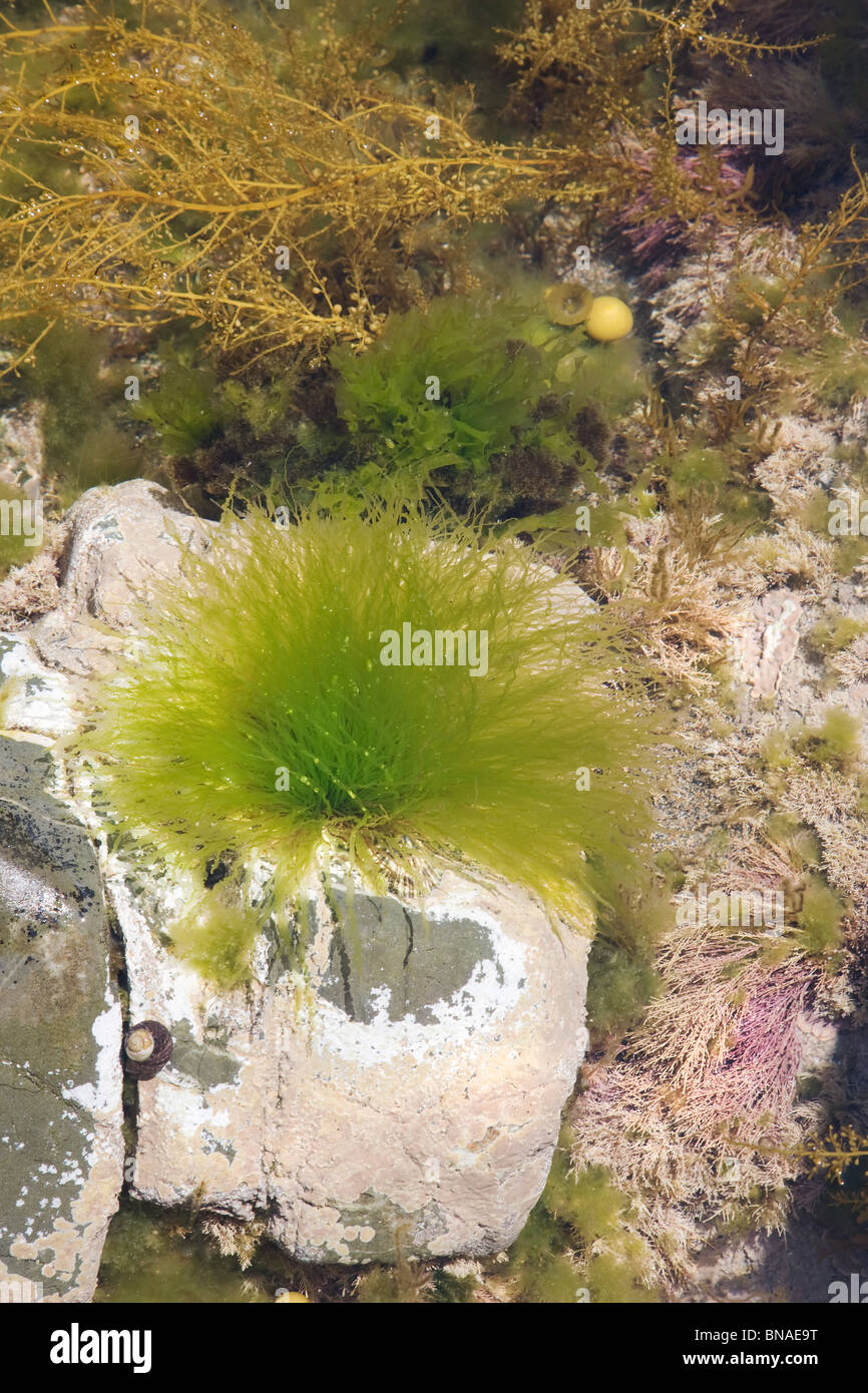 Rock pool sulla costa nord della Cornovaglia con colorate spugne incrostanti e alghe marine Foto Stock