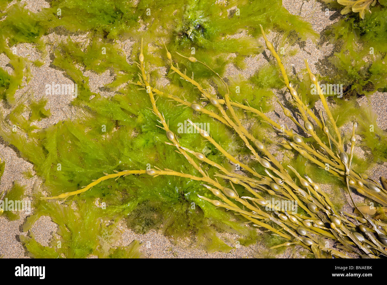 Wrack alga marina Fucus e lattuga di mare Ulva in un Cornish rock pool a bassa marea Foto Stock