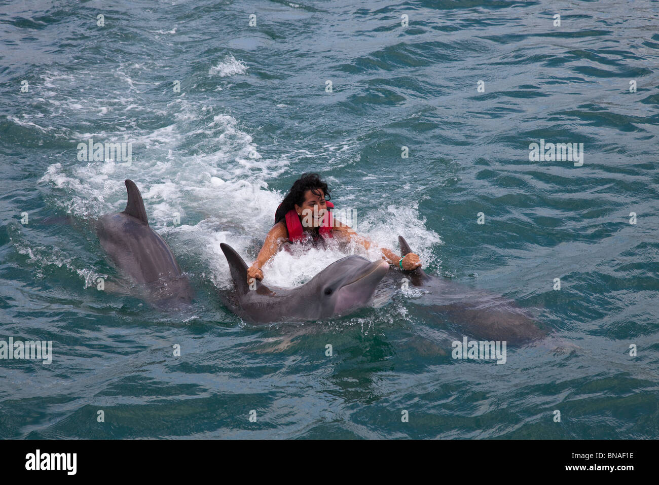 I turisti potranno nuotare con i delfini nel delfinario Foto Stock