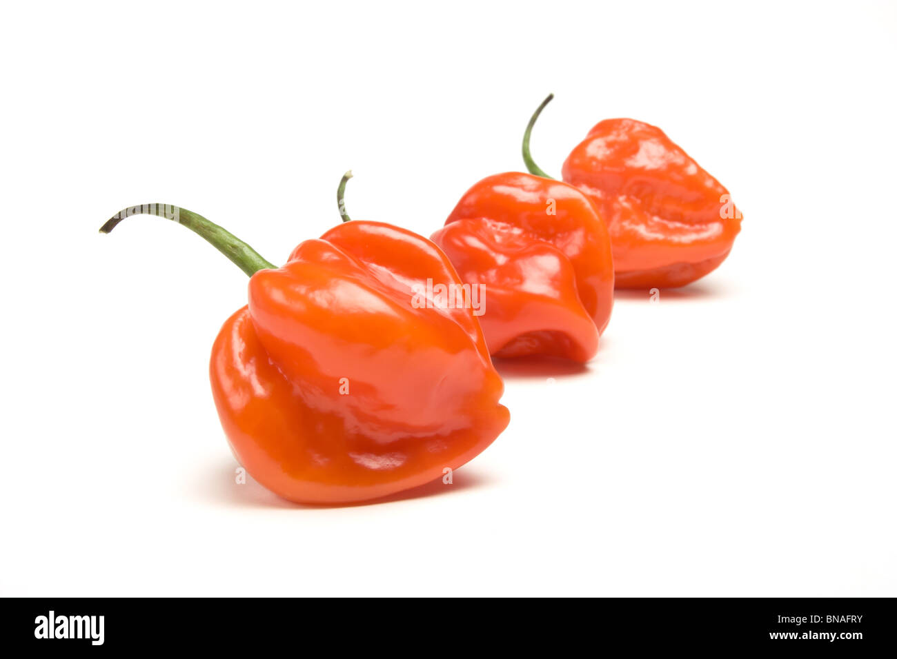 Red Hot Caraibi Scotch Bonnet peperoncino da basso prospettica isolata contro il bianco. Foto Stock