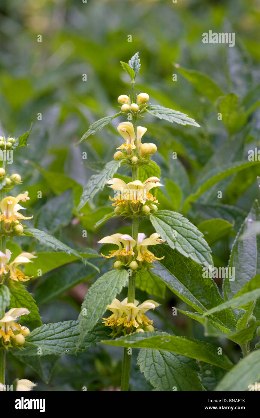 Giallo Arcangelo Galeobdolon luteum Kent woodland Foto Stock