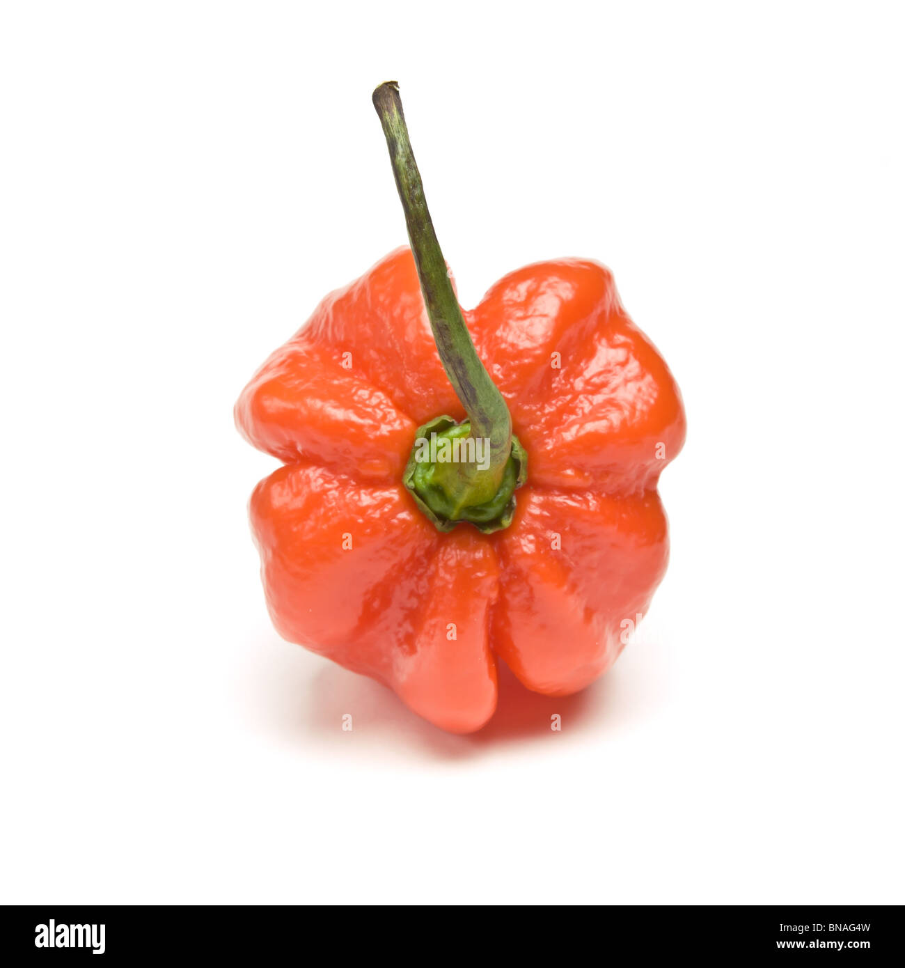 Red Hot Caraibi Scotch Bonnet peperoncino da basso prospettica isolata contro il bianco. Foto Stock