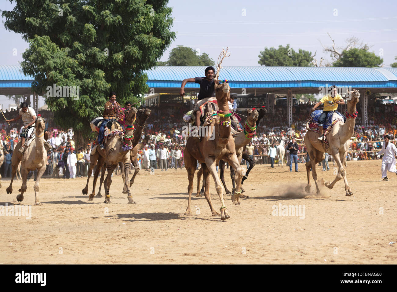 Un cammello piloti in funzione di una gara nel festival di Pushkar che è la più antica tradizione di eventi sportivi in Rajasthan Foto Stock
