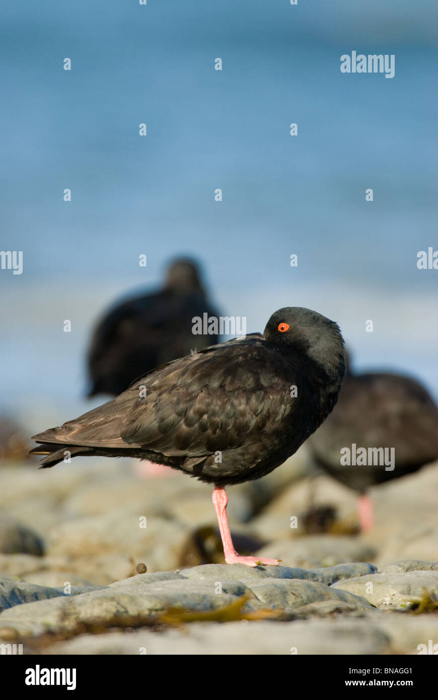 La variabile Oystercatcher Haematopus unicolor Kaikoura Nuova Zelanda Foto Stock