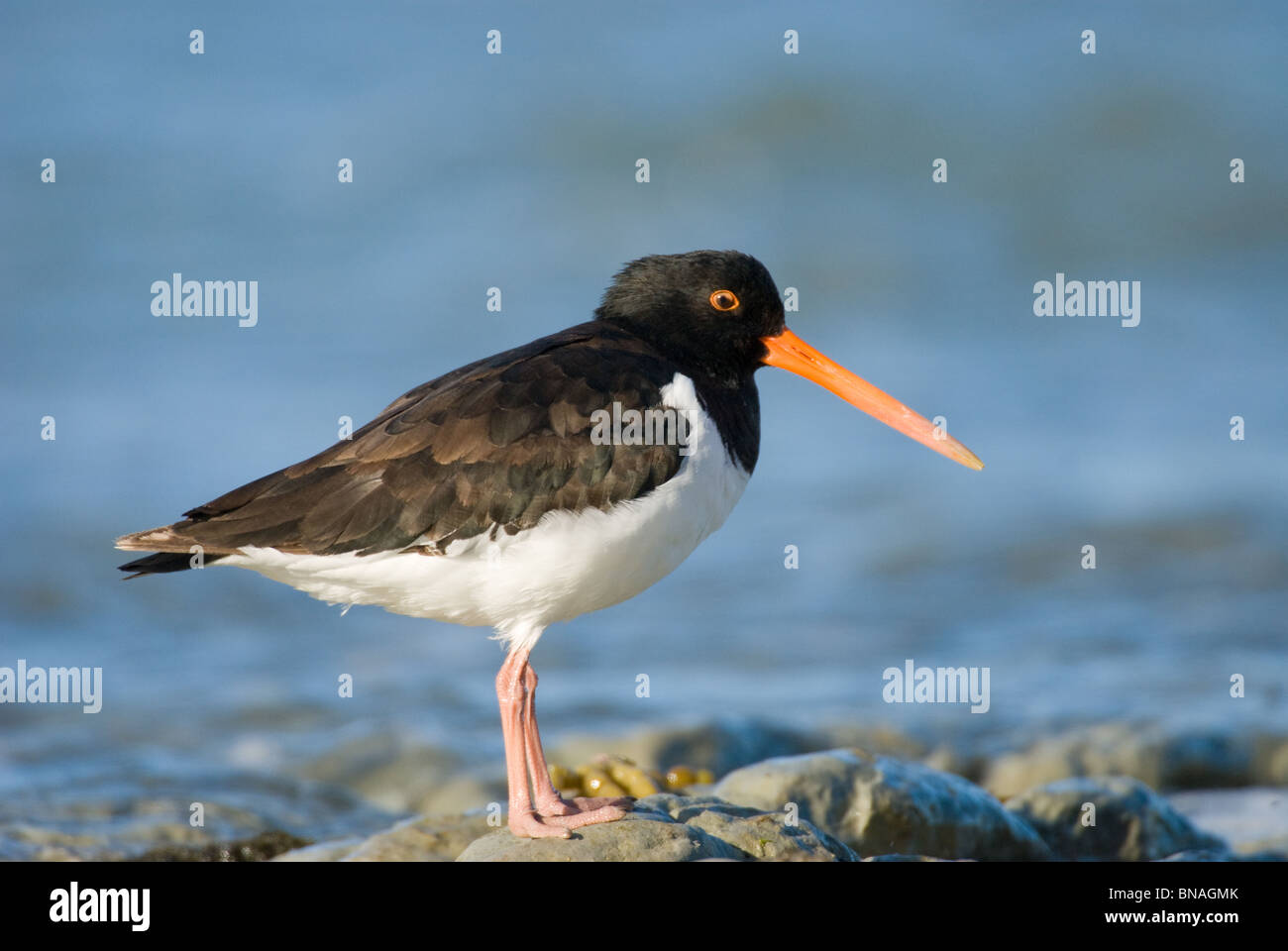 La variabile Oystercatcher Haematopus unicolor Kaikoura Nuova Zelanda Foto Stock