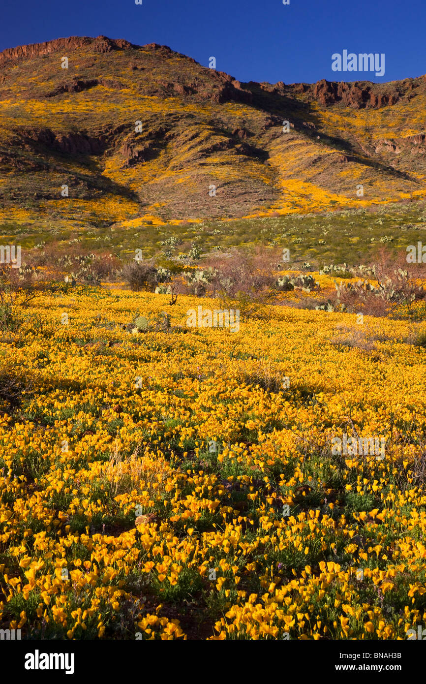Fiori Selvatici in Black Hills, Arizona. Foto Stock