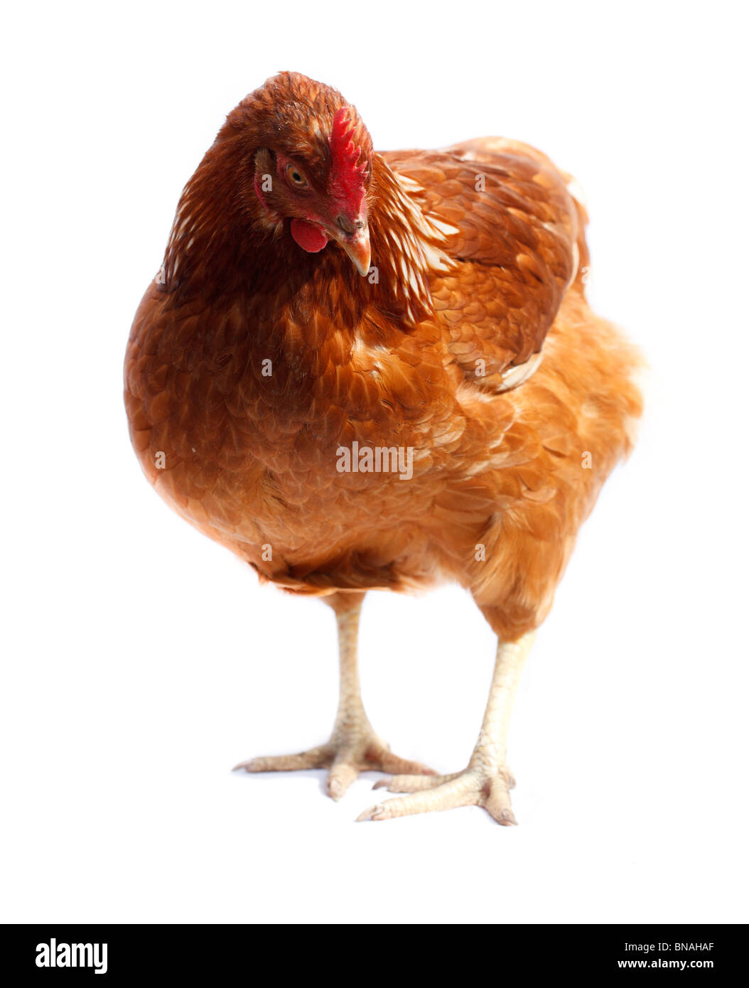 Supporto di gallina in studio contro uno sfondo bianco. Foto Stock