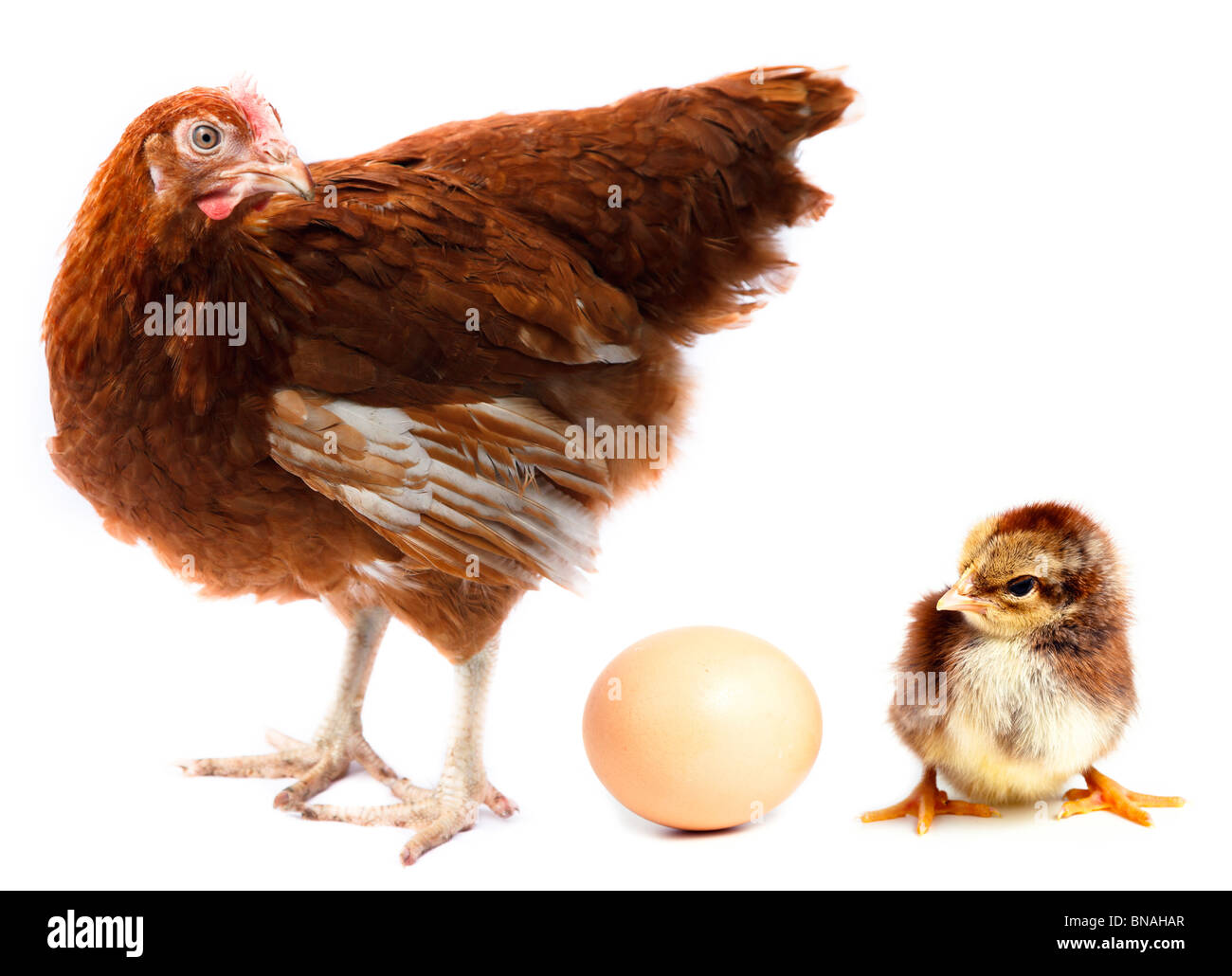 Hen, pulcino e uovo in studio contro uno sfondo bianco. Foto Stock
