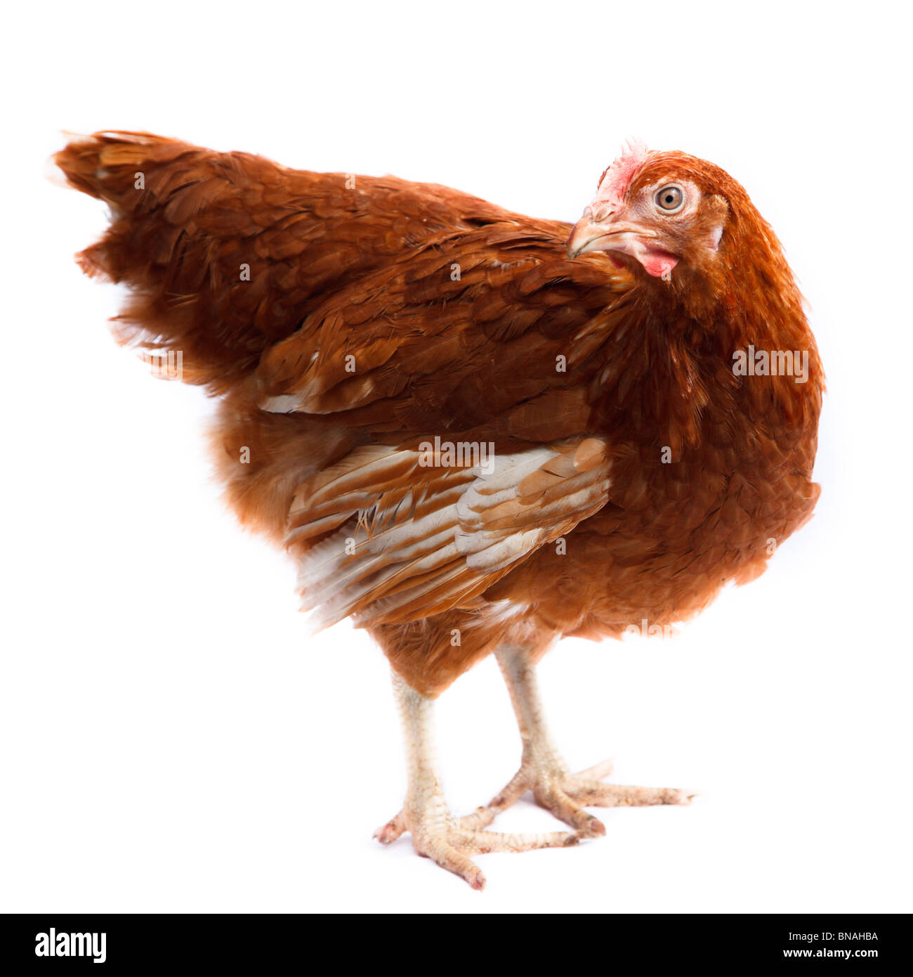 Supporto di gallina in studio contro uno sfondo bianco. Foto Stock