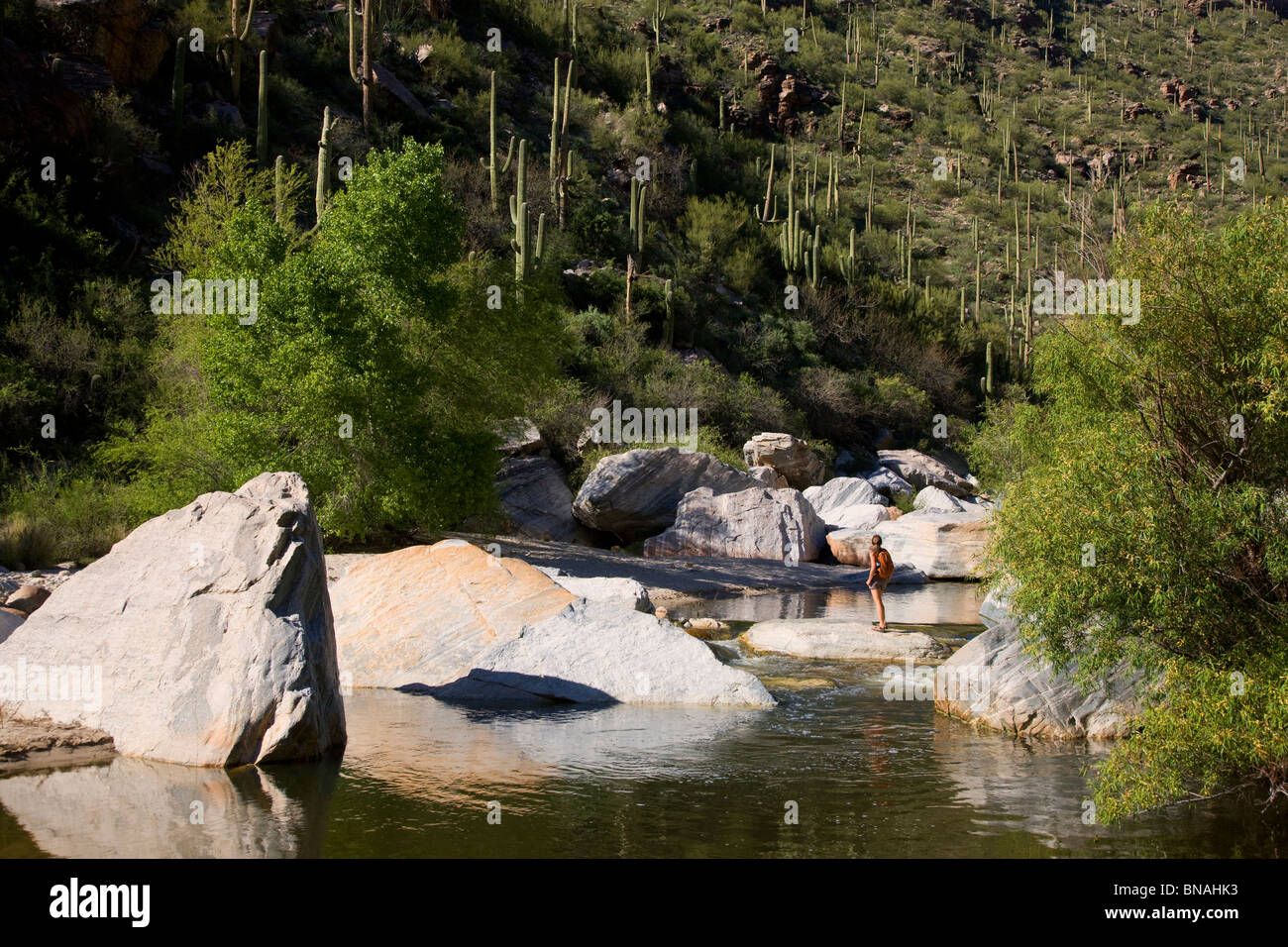 Escursionista godendo Sabino Creek, Sabino Canyon Recreation Area, Tucson, Arizona. (Modello rilasciato) Foto Stock