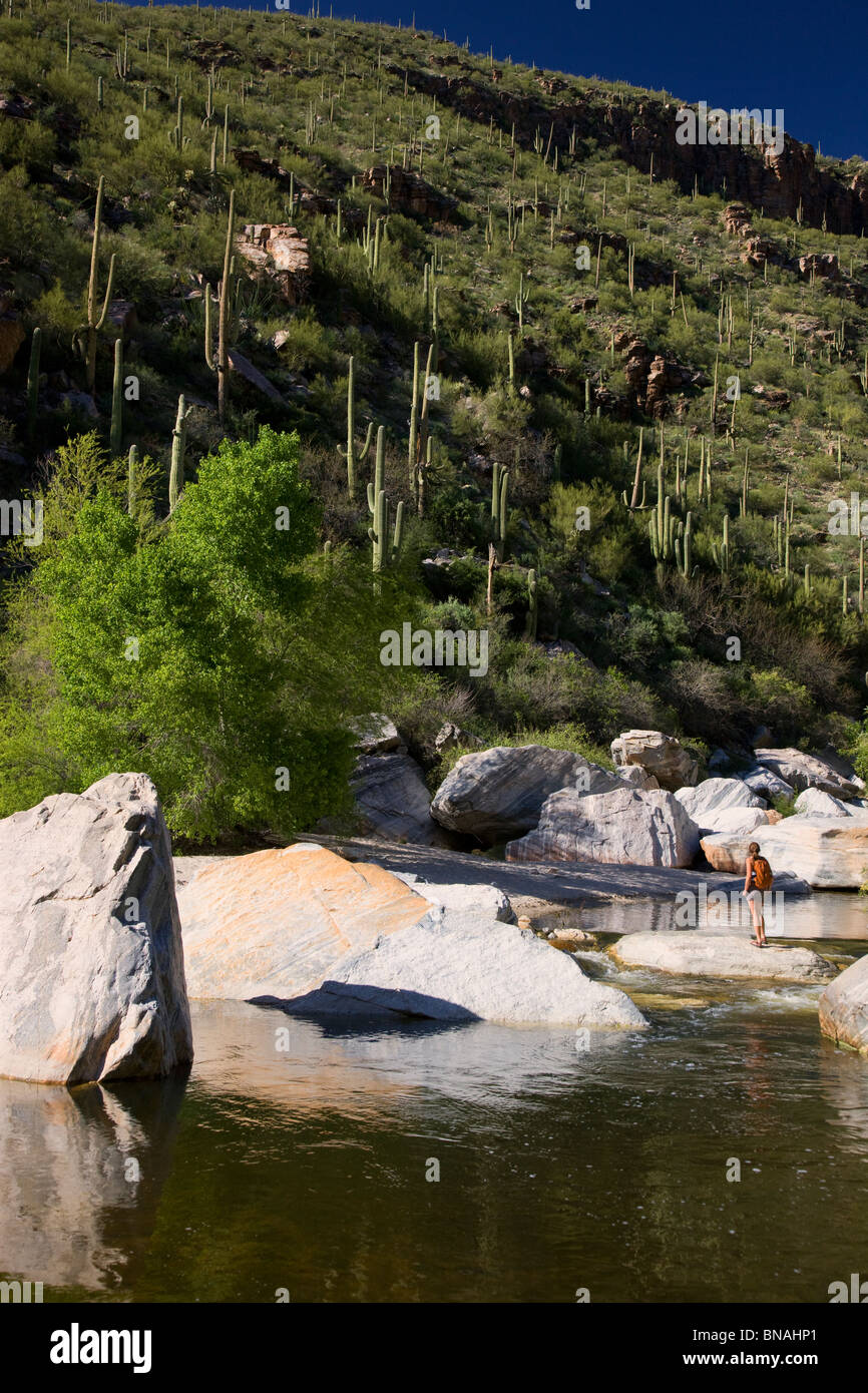 Escursionista godendo Sabino Creek, Sabino Canyon Recreation Area, Tucson, Arizona. (Modello rilasciato) Foto Stock
