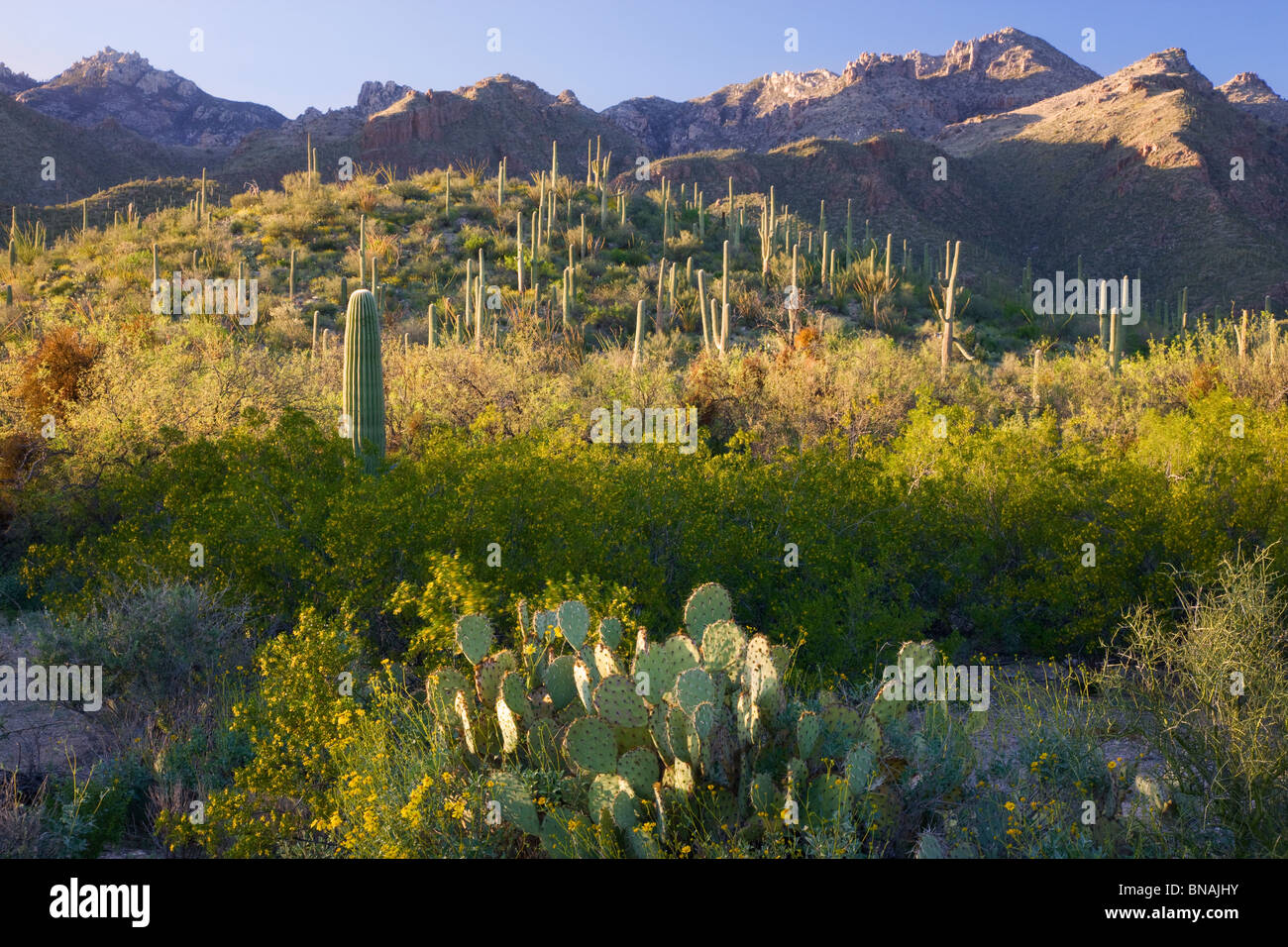 Sabino Canyon Recreation Area, Tucson, Arizona. Foto Stock