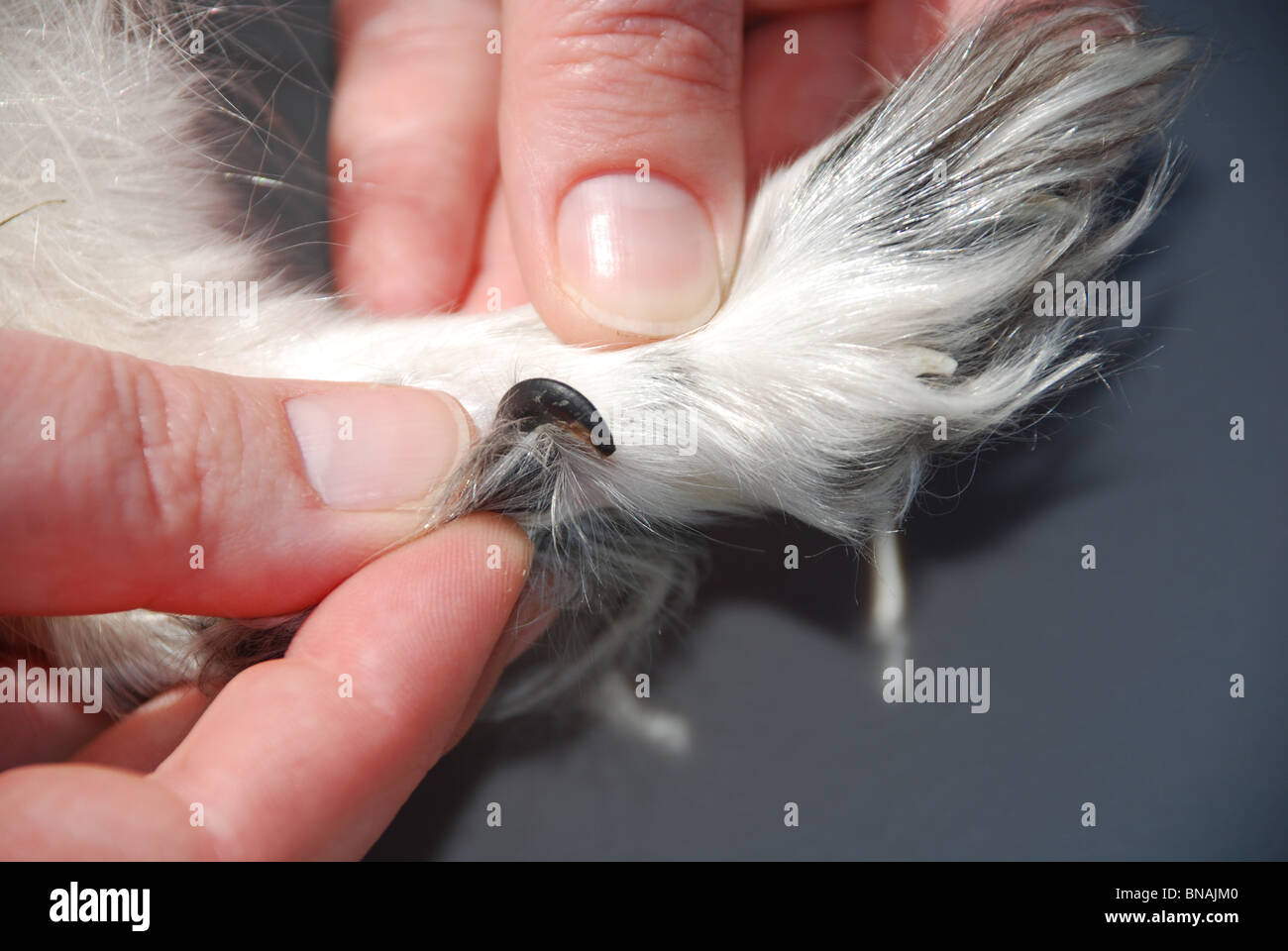 Mostra un artiglio di rugiada su un piccolo cane. Foto Stock