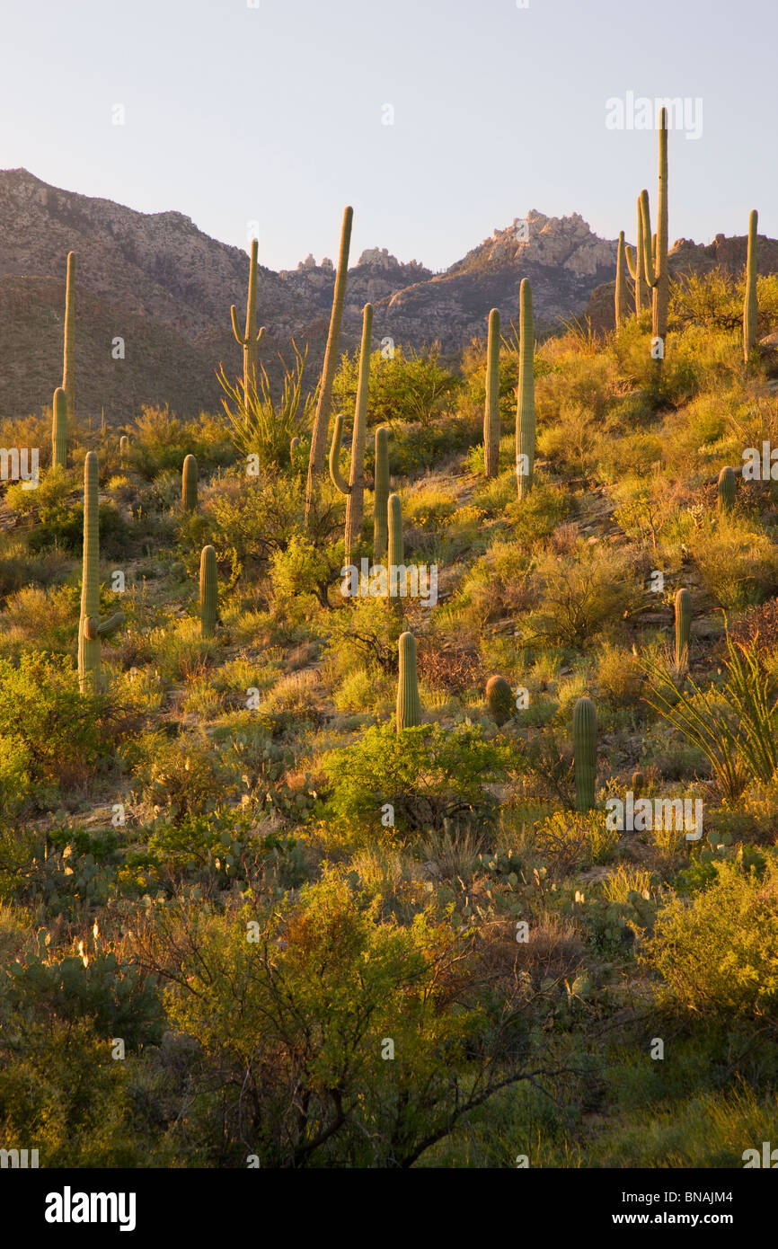 Sabino Canyon Recreation Area, Tucson, Arizona. Foto Stock