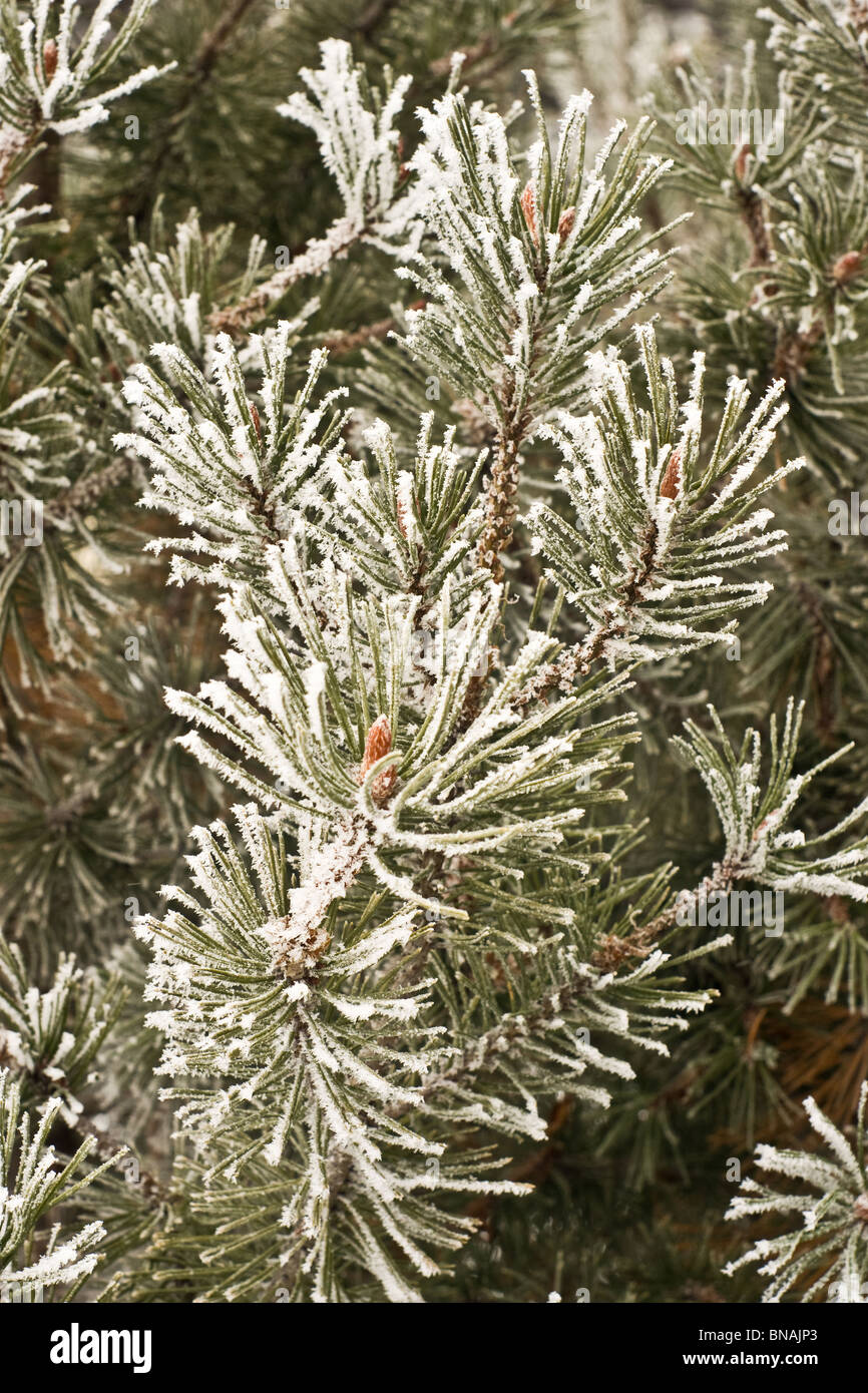 Trasformata per forte gradiente gelo in inverno close-up Foto Stock