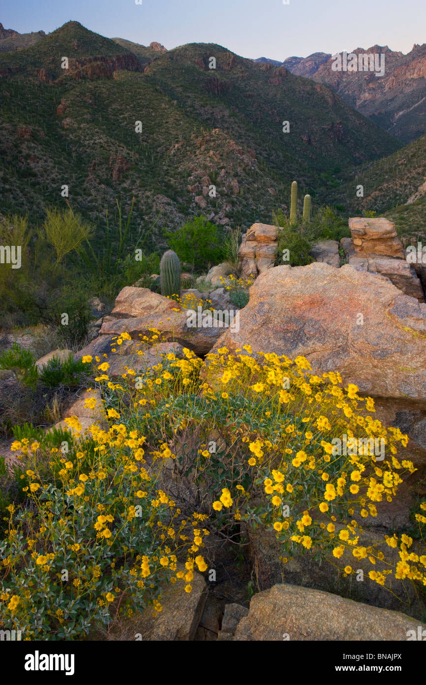 Sabino Canyon Recreation Area, Tucson, Arizona. Foto Stock