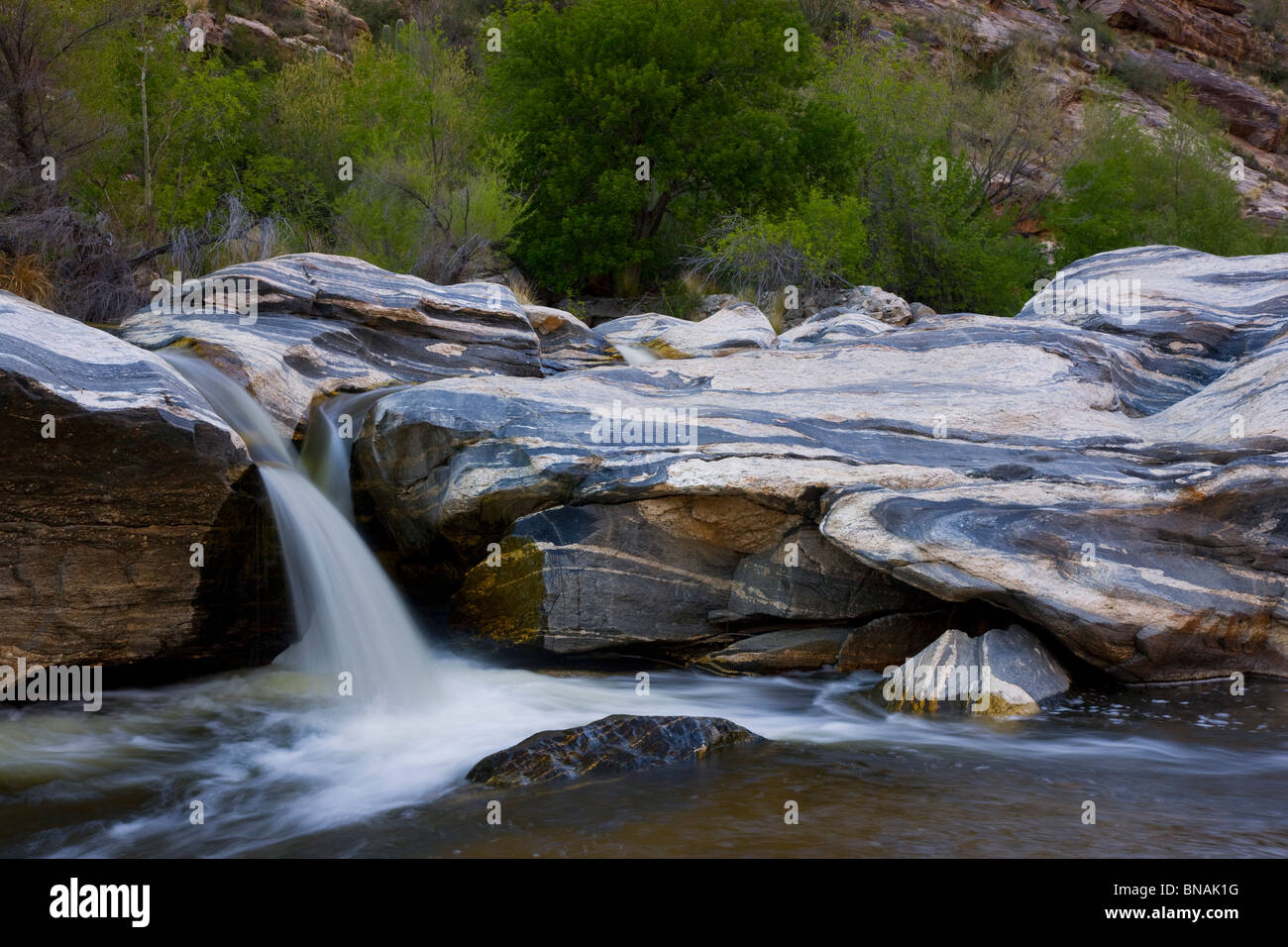 Sabino Creek, Sabino Canyon Recreation Area, Tucson, Arizona. Foto Stock