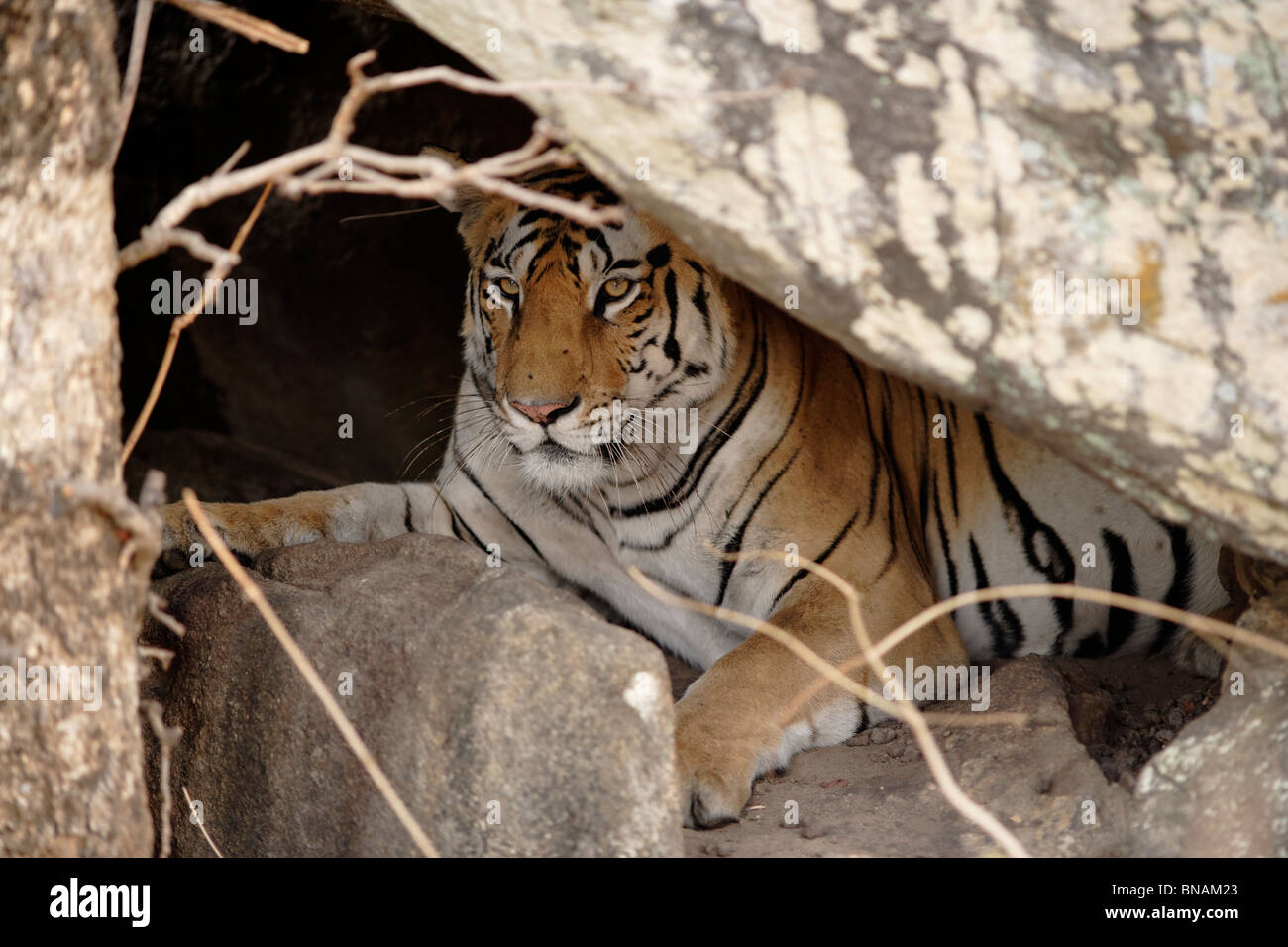 Tigre in tana immagini e fotografie stock ad alta risoluzione - Alamy