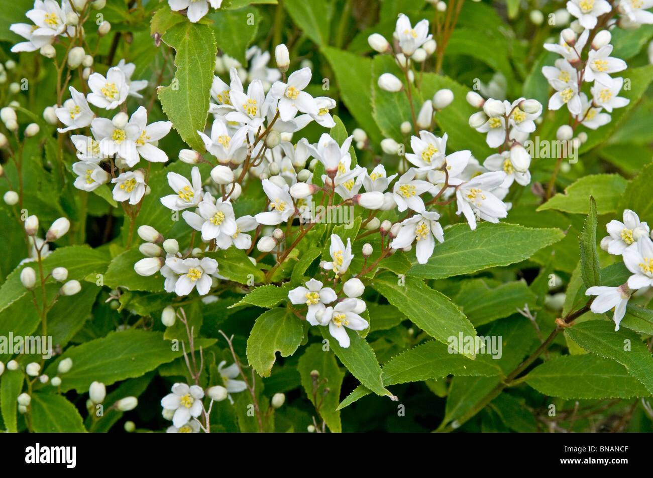 Deutzia crenata 'Nikko', un nano arbusto a fioritura Foto Stock