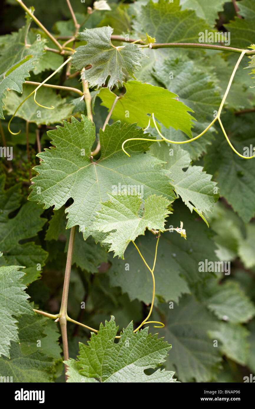 Foglia verde della pianta del vino Foto Stock