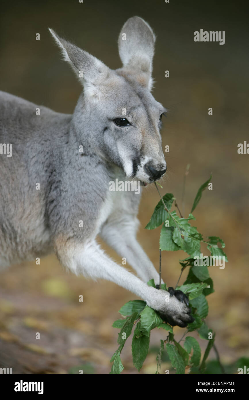 Canguro rosso mangiare - Macropus rufus Foto Stock