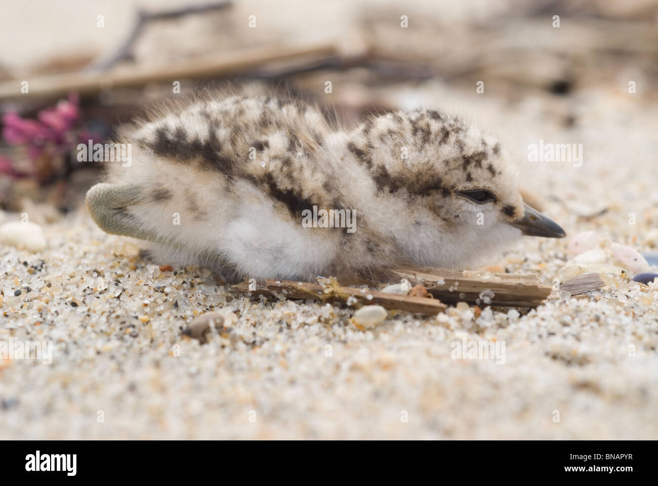 Fratino (Charadrius alexandrinus) Foto Stock