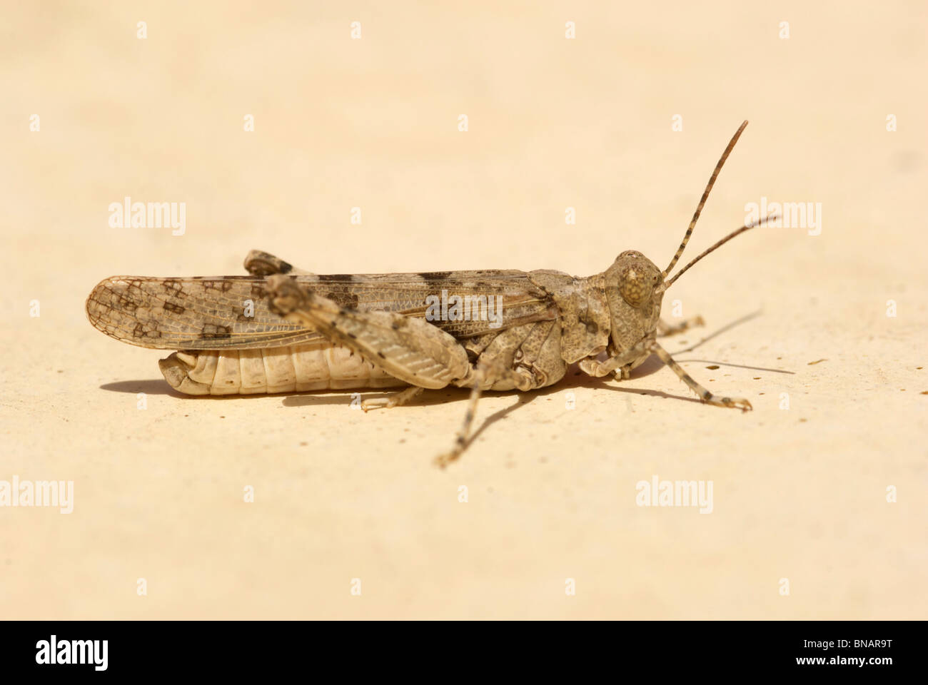 Locusta marocchino (Dociostaurus maroccanus) Foto Stock