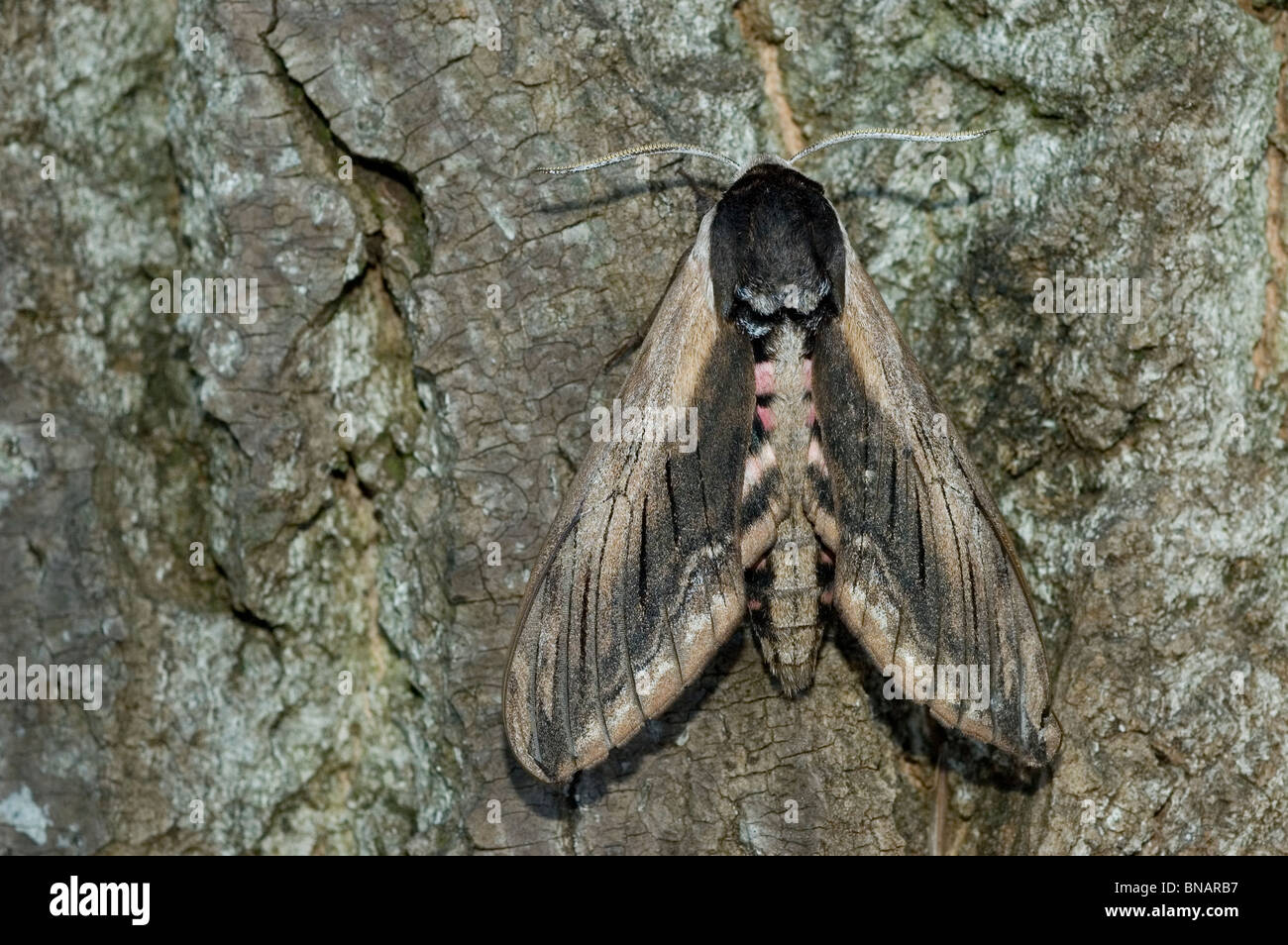 Ligustro hawk moth (Sphinx ligustri) Foto Stock