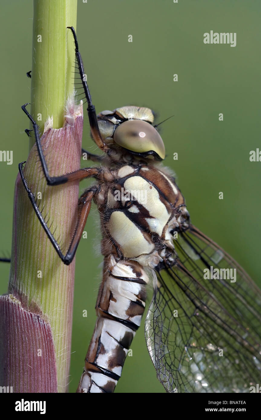 libellula Foto Stock