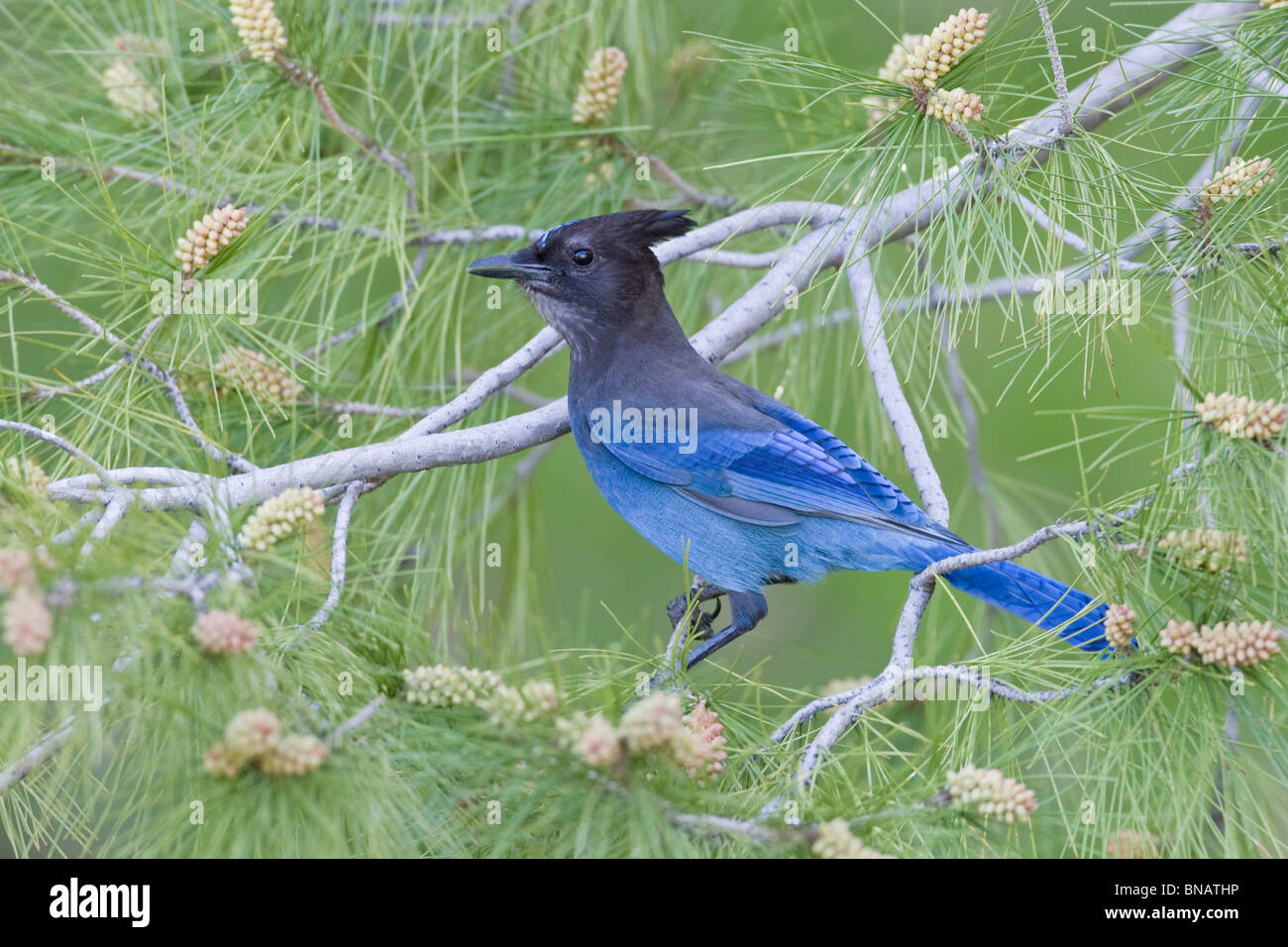 Steller Jay si appollaia in pino Foto Stock