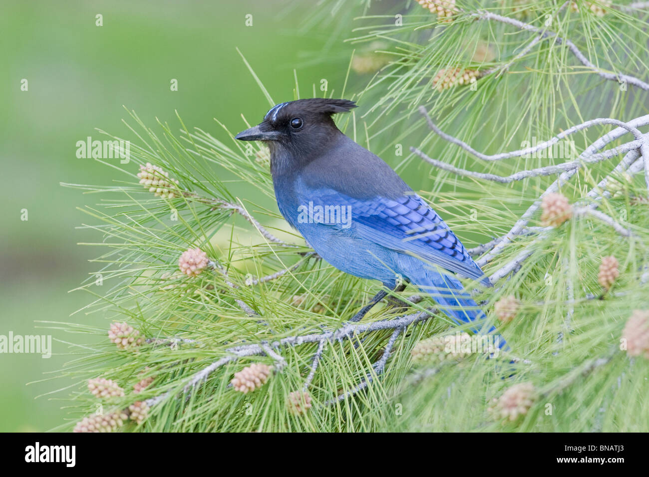 Steller Jay si appollaia in pino Foto Stock