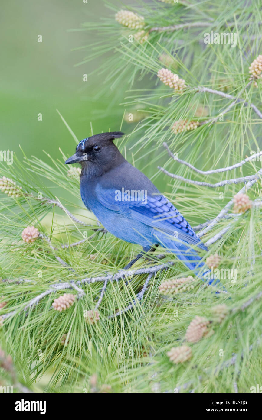 Steller Jay si appollaia in pino - Verticale Foto Stock