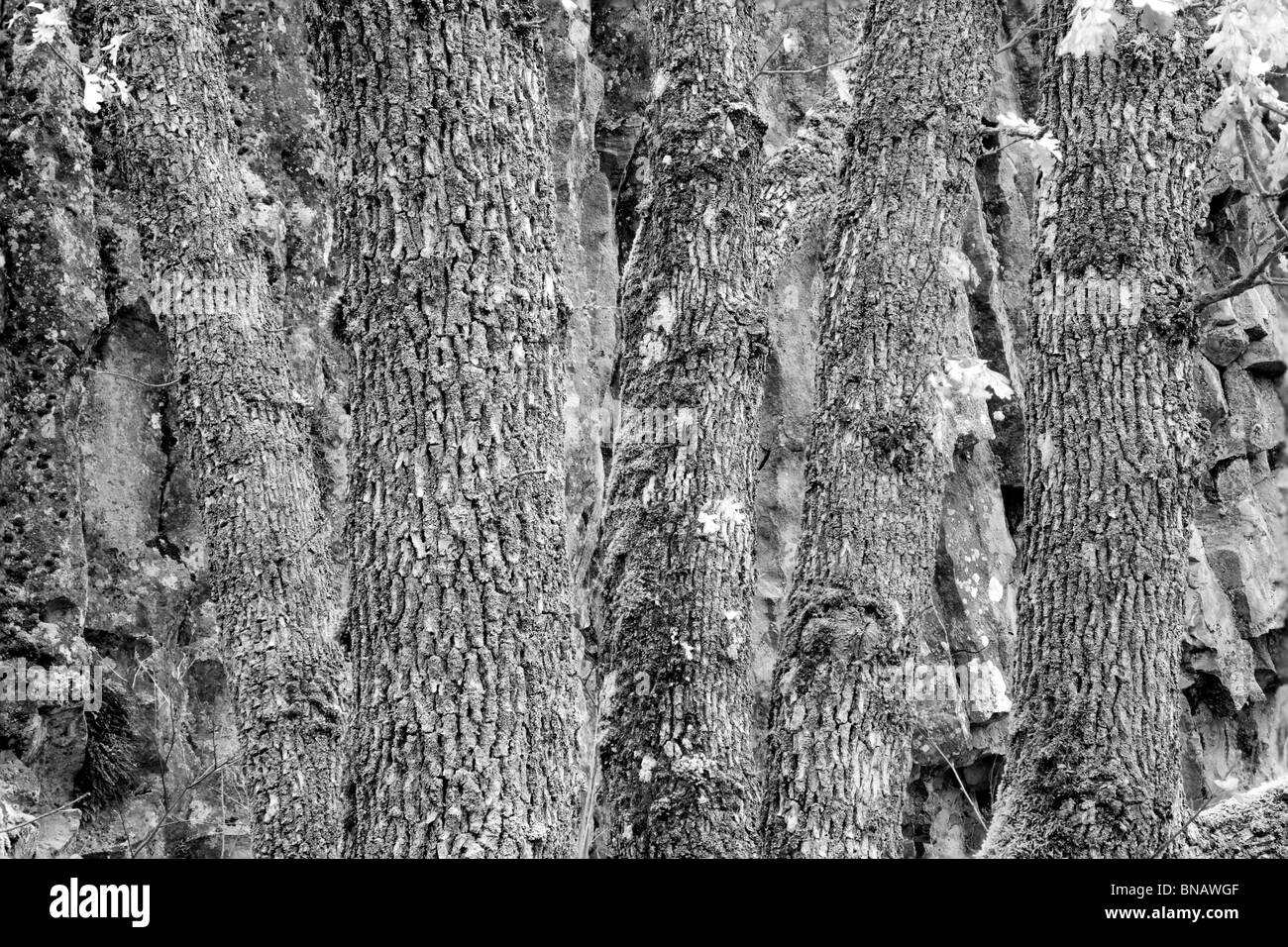 Tronchi di quercia e coperte di muschio rocce. Nei pressi di Catherine Creek. Columbia River Gorge National Scenic Area, Washington Foto Stock
