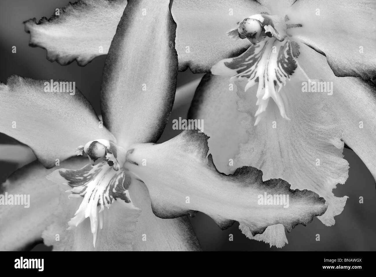 Beallara sorriso Eri orchid. Al's nursery, Woodburn, Oregon Foto Stock