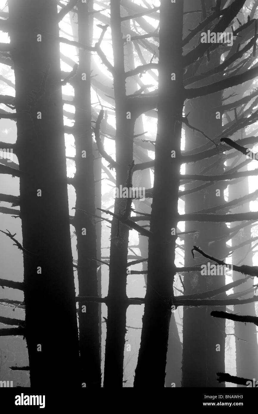 Sitka Spruce alberi nella nebbia. Samuel H. Boardman membro Scenic corridoio. Oregon Foto Stock