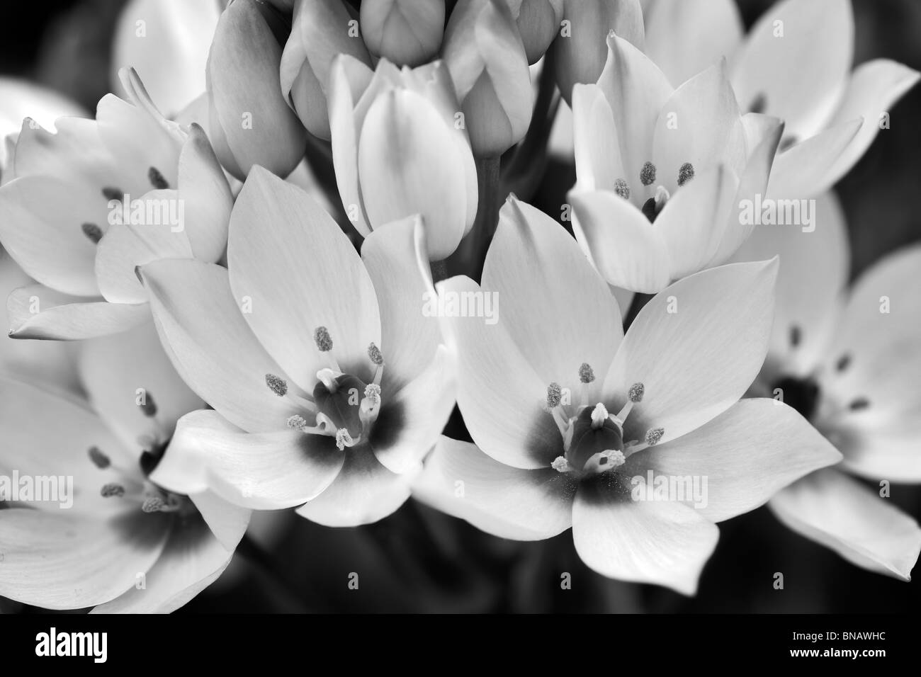 Close up della stella di Betlemme. (Ornithogalum thyrsoides) Foto Stock