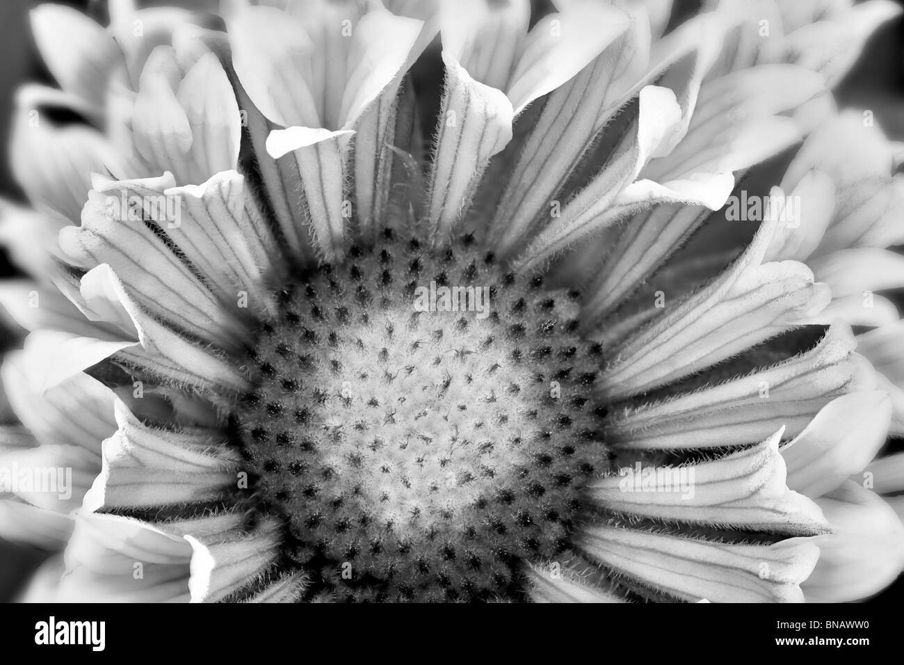 Close up della Fanfara Blanket Flower (Gaillardia "Fanfare"). Foto Stock