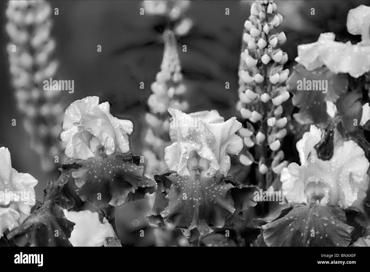 Close up di lupino e iris (su Alaska). Schneider's Gardens. Oregon Foto Stock