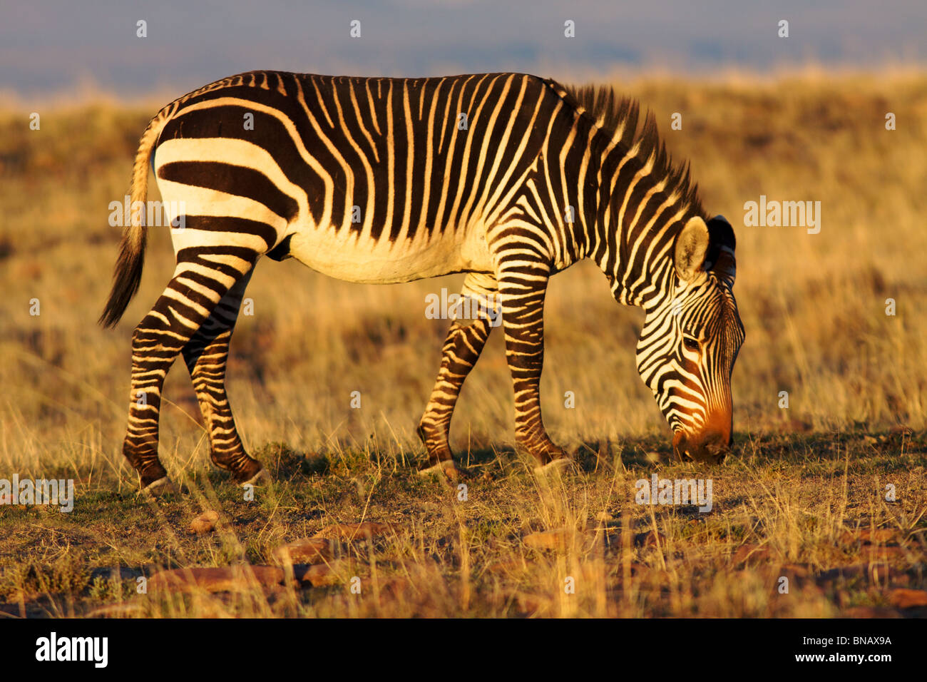 Una montagna zebra (Equus zebra) pascolando nella Mountain Zebra National Park, Sud Africa. Foto Stock