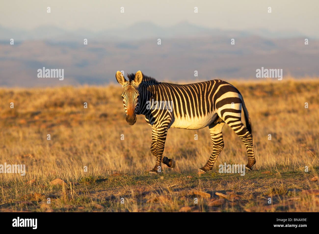 Una montagna zebra (Equus zebra) in Mountain Zebra National Park, Sud Africa. Foto Stock