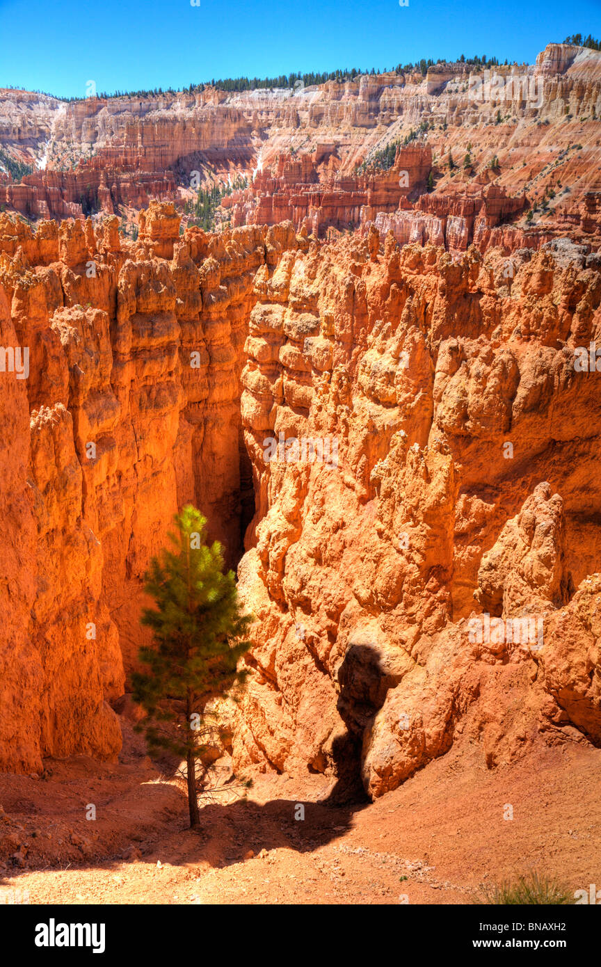 Uniche formazioni rocciose all'interno di Bryce Canyon dello Utah Foto Stock